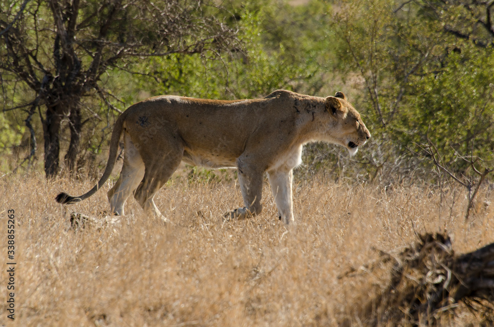 Naklejka premium lion, femelle, lionne, Panthera leo, Afrique