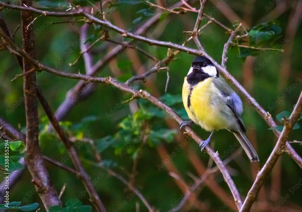 Great tit, parus major, standing on a small branch Great tit, parus major, standing on a small branch