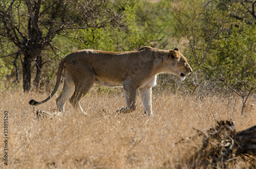 lion, femelle, lionne, Panthera leo, Afrique