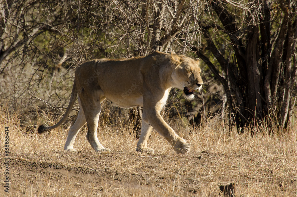 Fototapeta premium lion, femelle, lionne, Panthera leo, Afrique