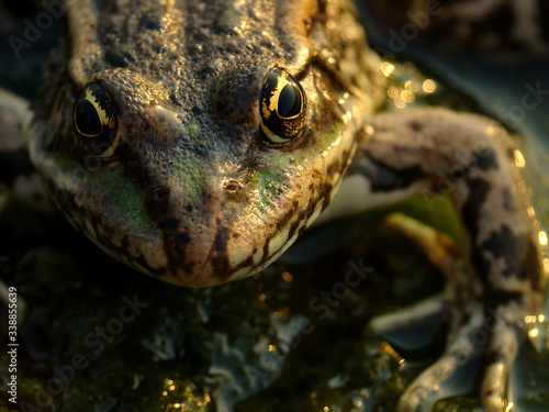 Close-up portrait of a frog. Yellow eyes. Reptile concept. Animal macro, wildlife unique background.