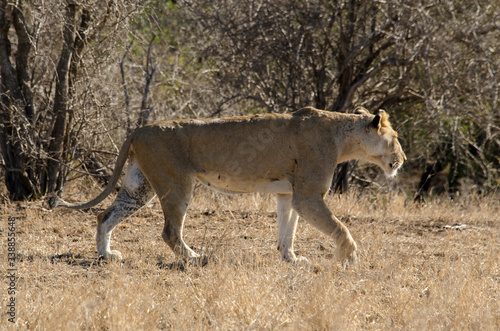 lion, femelle, lionne, Panthera leo, Afrique