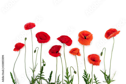 Flowers red poppies   corn poppy  corn rose  field poppy   on a white background with space for text. Top view  flat lay