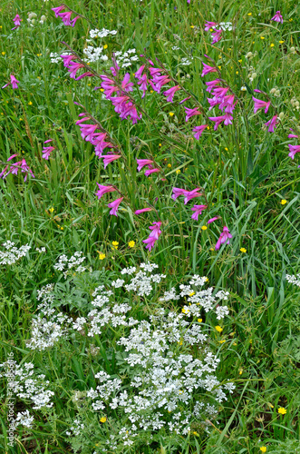 Gladiolus illyricus, Tordylium apulum growing wild in the Cyprus countryside