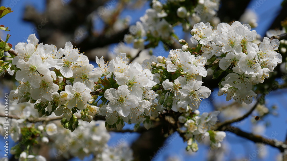 Kirschblüten, Traum in weiß Kirschblüten, Traum in weiß
