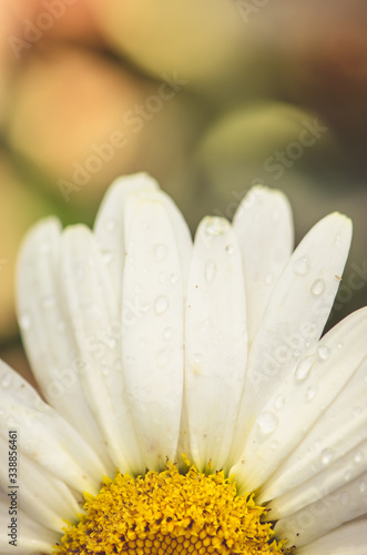 detail of white daisy flower