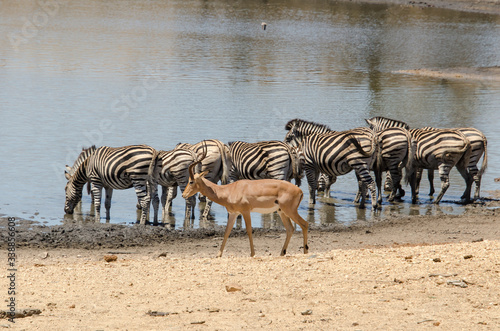 Z  bre de Burchell  Equus quagga  Impala  Aepyceros melampus  Parc national Kruger  Afrique du Sud