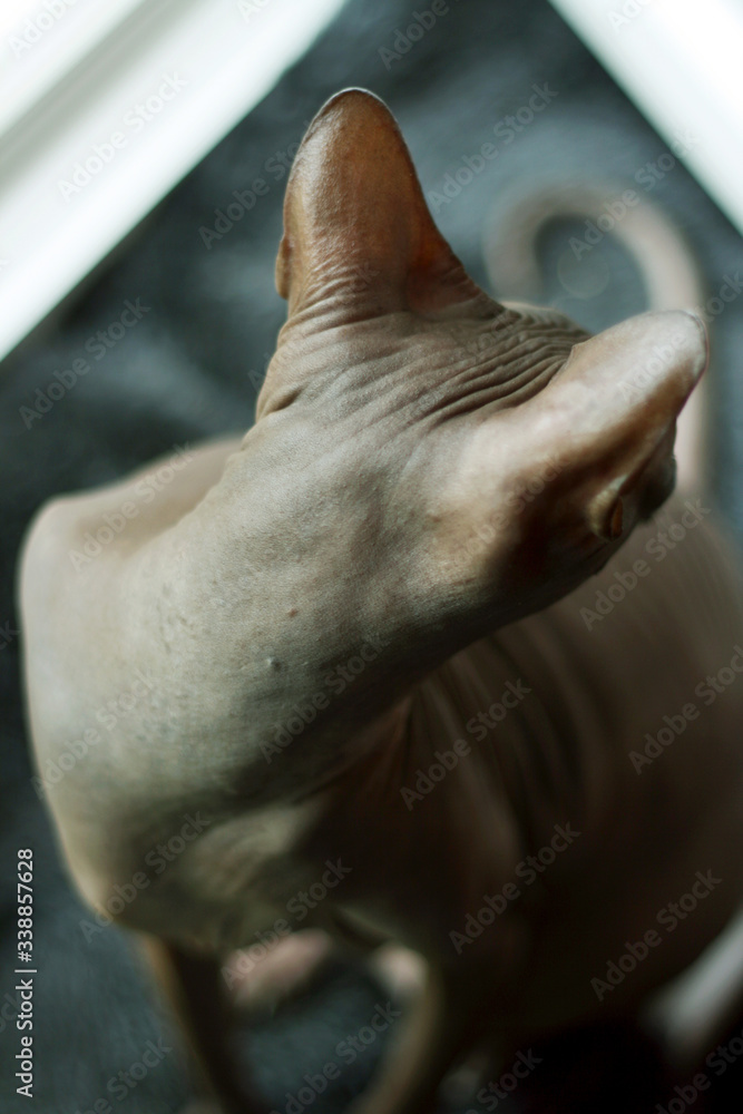 Portrait of a bald cat. Don Sphynx cat breed Portrait of a bald cat. Don Sphynx cat breed