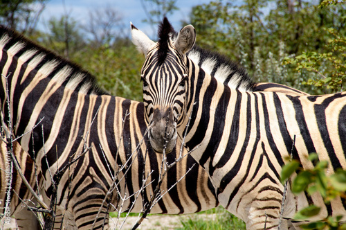 zebras in the national park africa