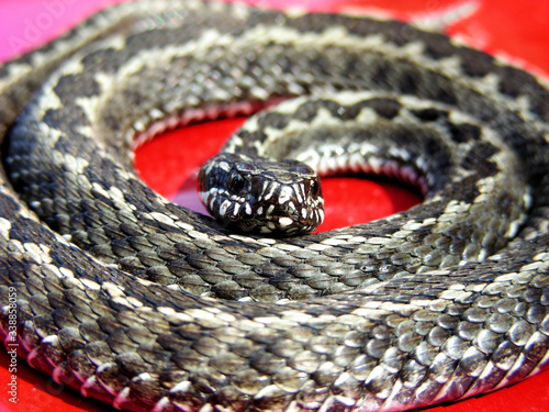 Gray snake or red background. The snake twisted in rings. Red danger photo