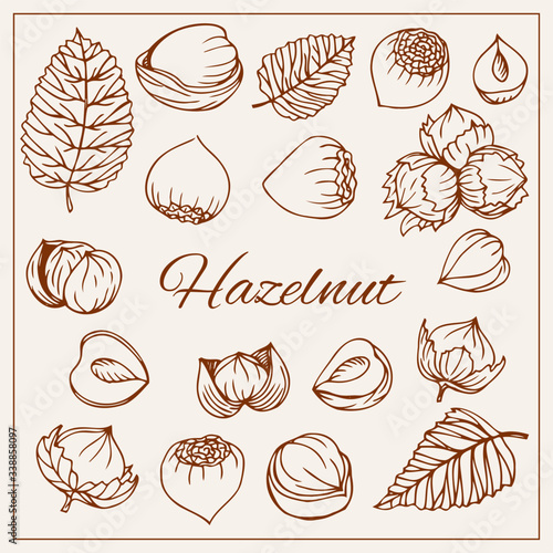 Hand drawn sketch style nuts set Hazelnut Vector doodle illustrations collection isolated.