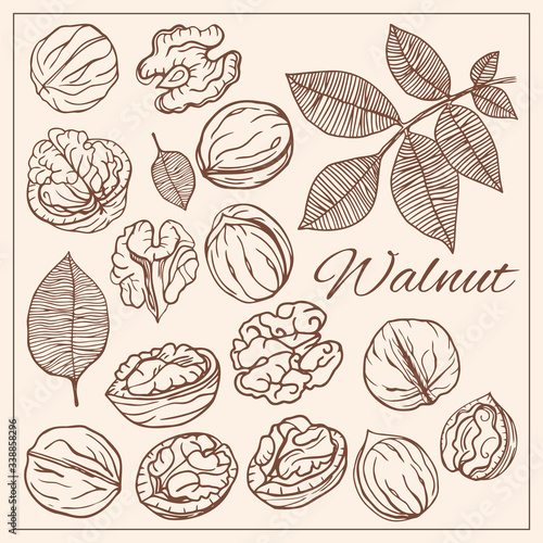 Hand drawn sketch style nuts set. Walnut Vector doodle illustrations collection isolated.