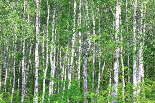 Young birch with black and white birch bark in spring in birch grove against the background of other birches