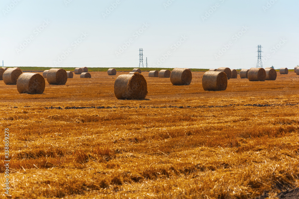 Round straw bales in harvested fields. Autumnal countryside landscape. Harvesting concept