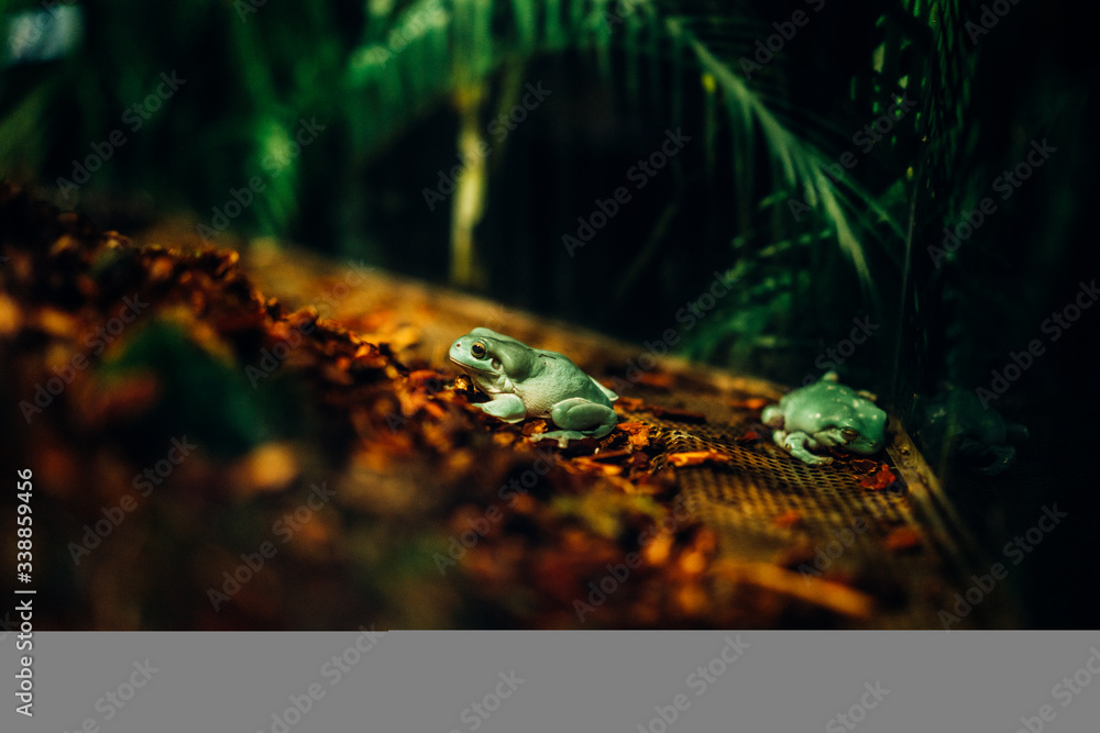 frog in aqarium 