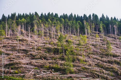 Climate change, fallen fir trees, Alps, Asiago, Vicenza, Italy