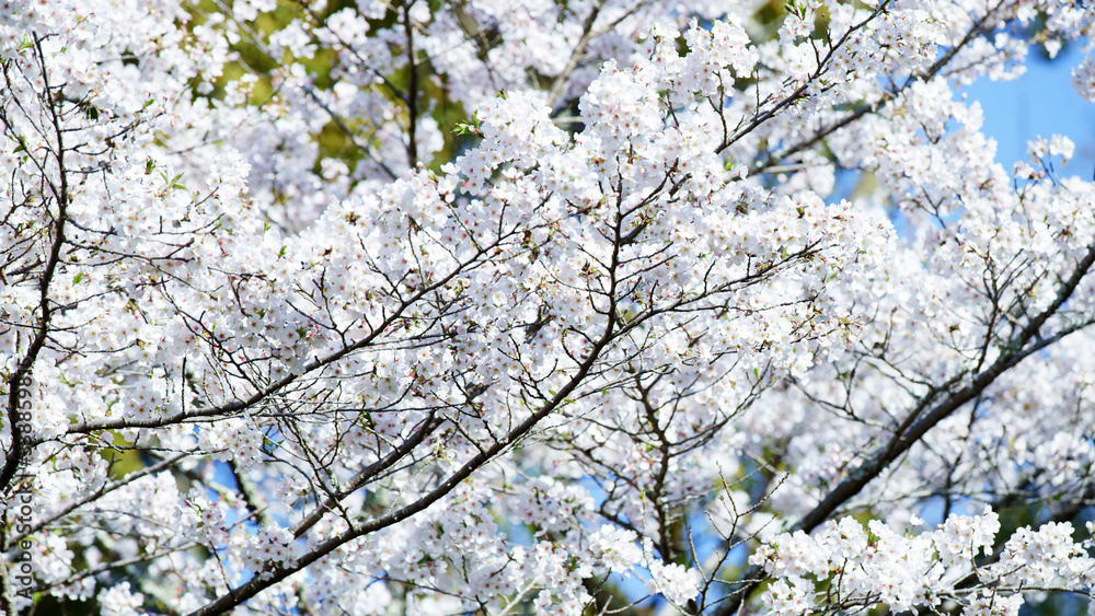 Cherry blossoms. White cherry flowers. Blooming trees. Cherry blossoms. White cherry flowers. Blooming trees.