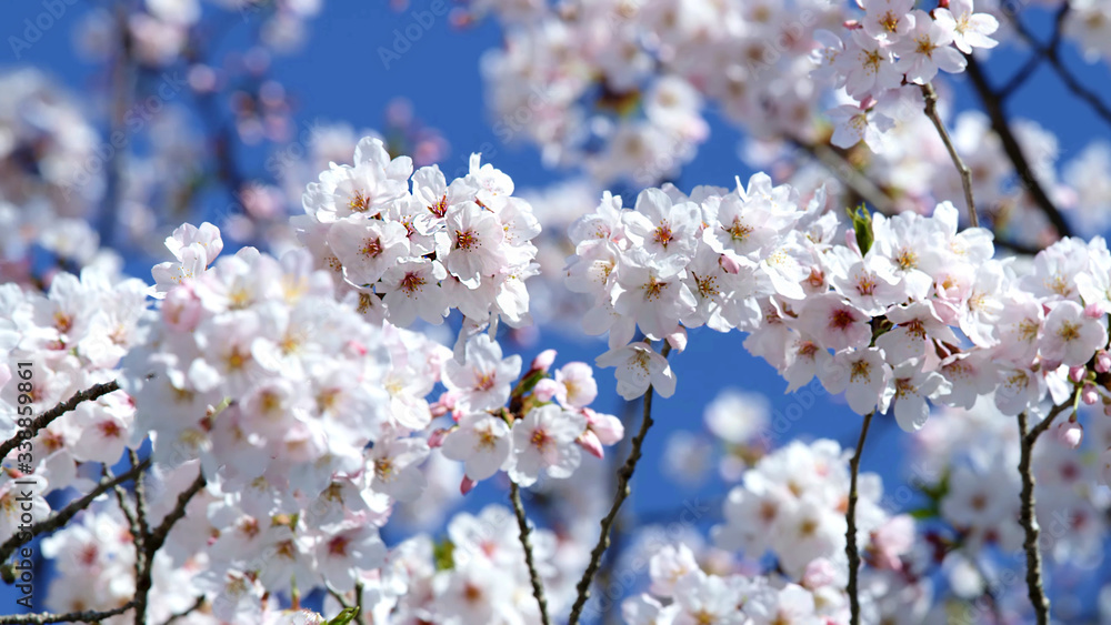 Cherry blossoms. White cherry flowers. Blooming trees. Cherry blossoms. White cherry flowers. Blooming trees.