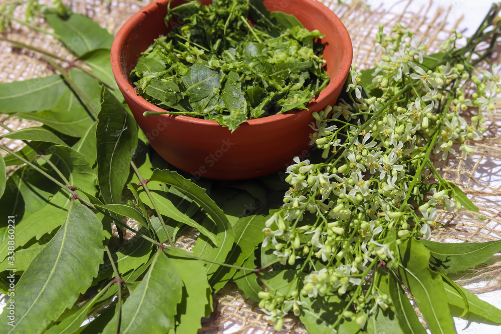 neem leaves paste and flowers on white background, Neem leaves with neem flowers and neem sticks.,selective focus neem leaves paste and flowers on white background, Neem leaves with neem flowers and neem sticks.,selective focus