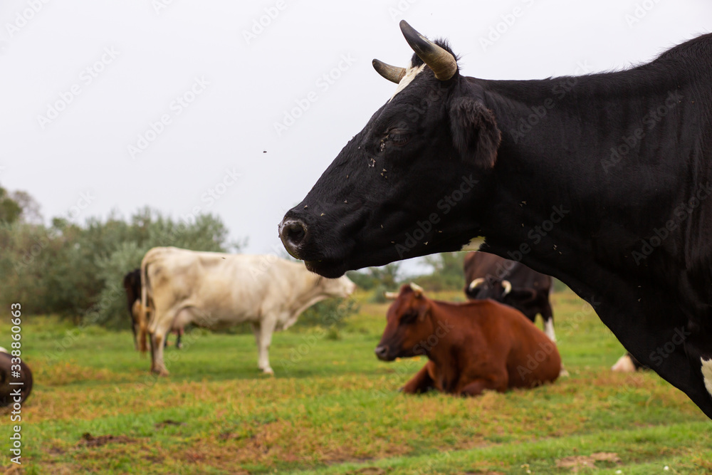 Rural cows graze on a green meadow. Rural life. Animals. agricultural country Rural cows graze on a green meadow. Rural life. Animals. agricultural country