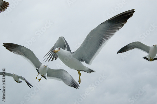 Gray Seagulls © Richard