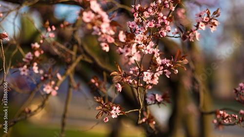 Fresh  pink  soft spring cherry tree blossoms on pink bokeh background.