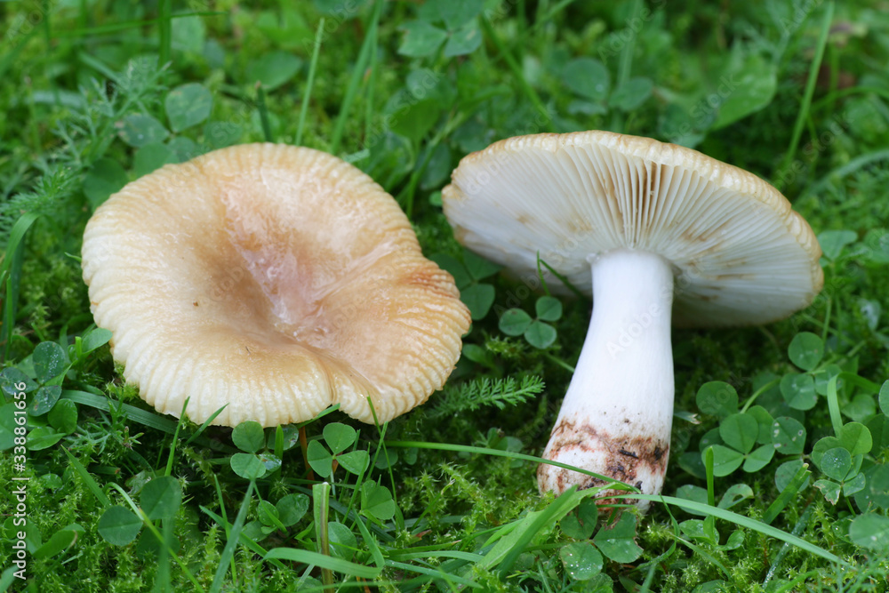 Russula recondita, a brittlegill mushroom from Finland with no common english name Russula recondita, a brittlegill mushroom from Finland with no common english name