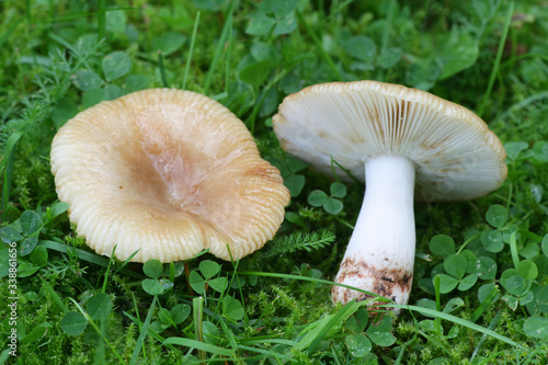Russula recondita, a brittlegill mushroom from Finland with no common english name