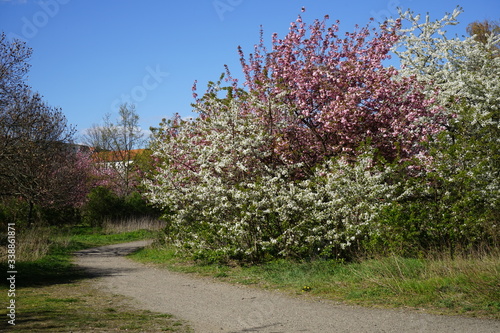 Parklandschaft mit weiß und rosa blühenden Bäumen