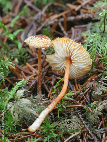 Lepiota castanea, commonly known as the chestnut dapperling, a poisonous mushroom from Finland