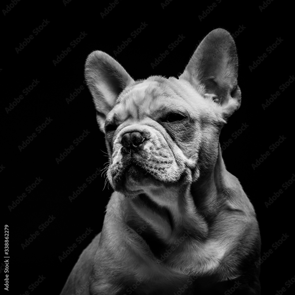Cool French Bulldog puppy in black and white