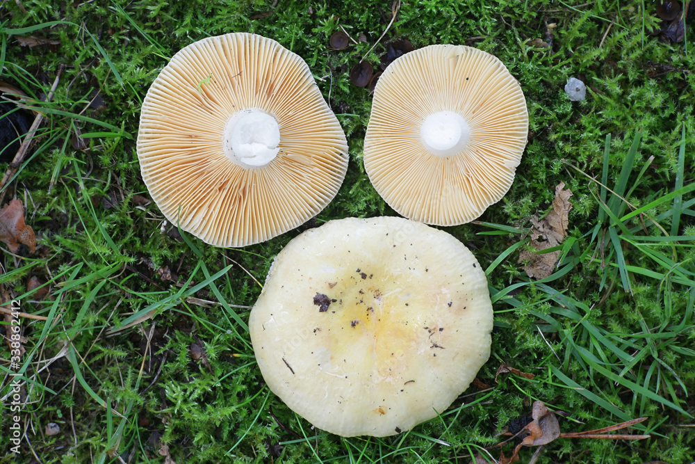 Russula vitellina, sometimes known as the golden brittlegill, wild mushroom from Finland Russula vitellina, sometimes known as the golden brittlegill, wild mushroom from Finland