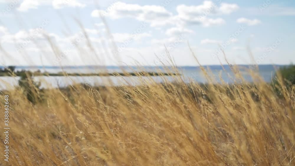 Colorful yellow grass sways in the wind. In the background a cloudy sky and a wide river Colorful yellow grass sways in the wind. In the background a cloudy sky and a wide river
