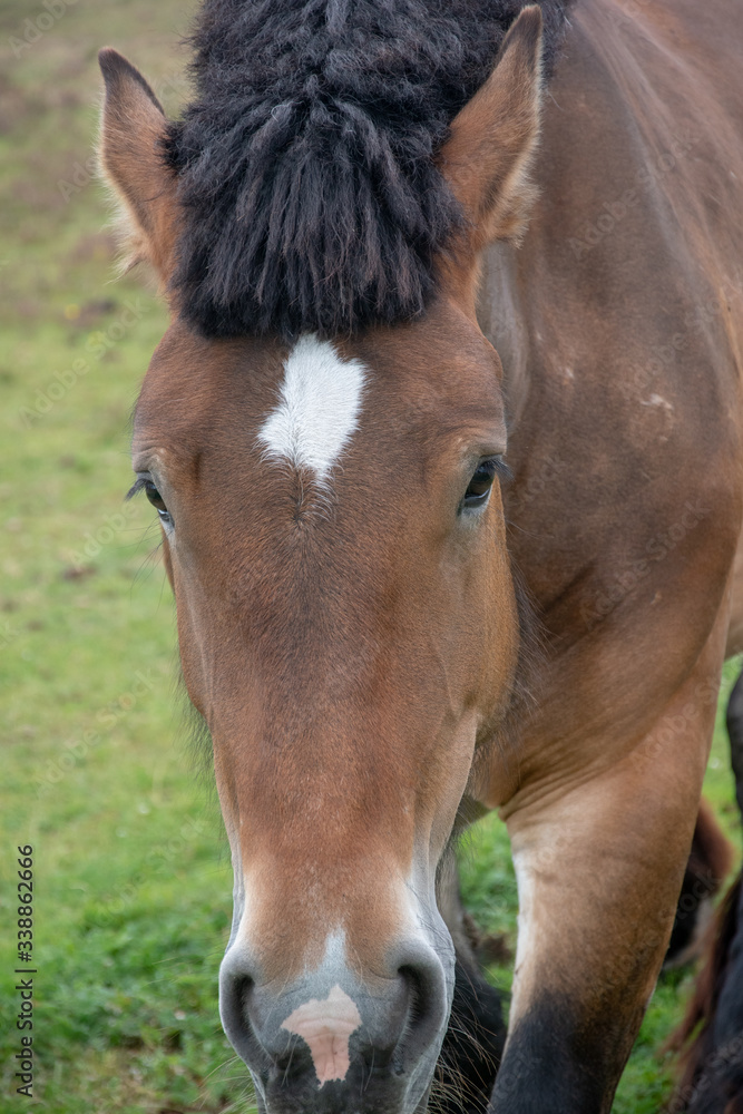 Fototapeta premium Pferd auf einer Wiese