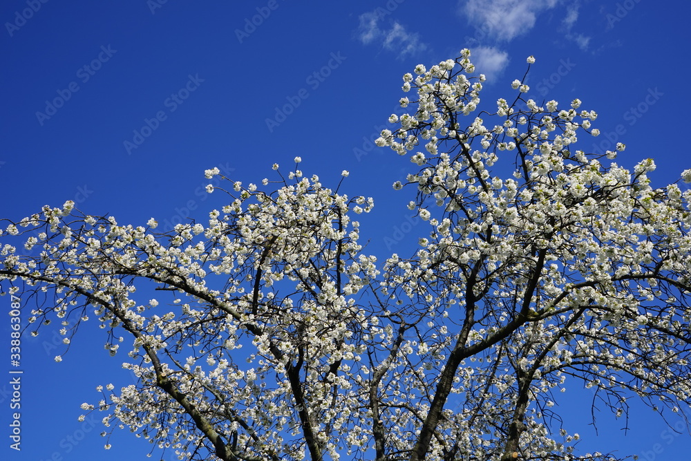 Weiße Blütenlandschaft vor blauem Himmel und kleinen Wolken
