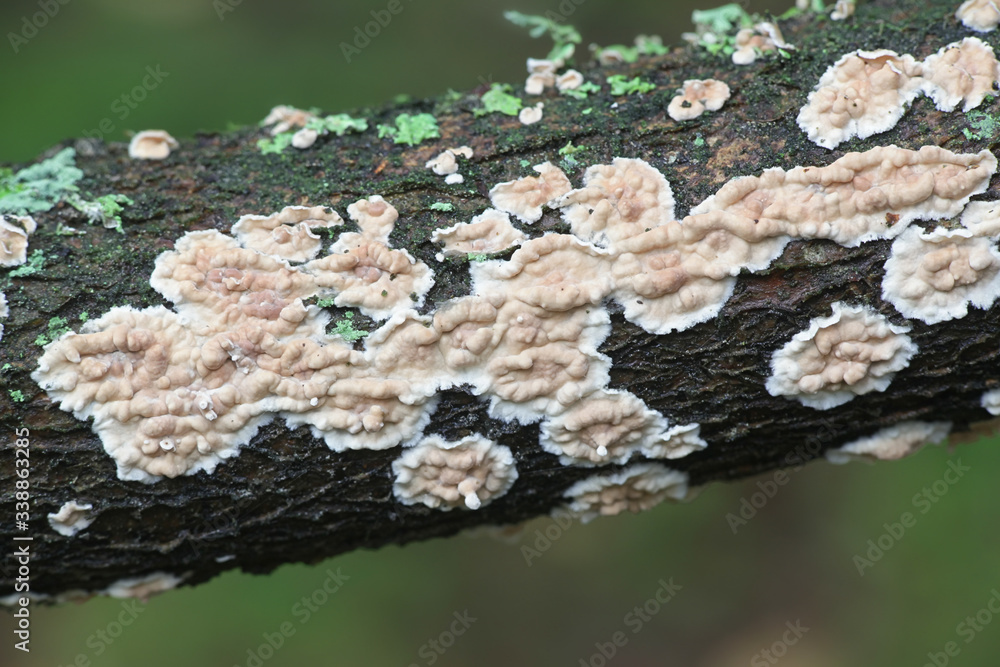 Corticium laeve, the tear dropper, wild fungus from Finland Corticium laeve, the tear dropper, wild fungus from Finland