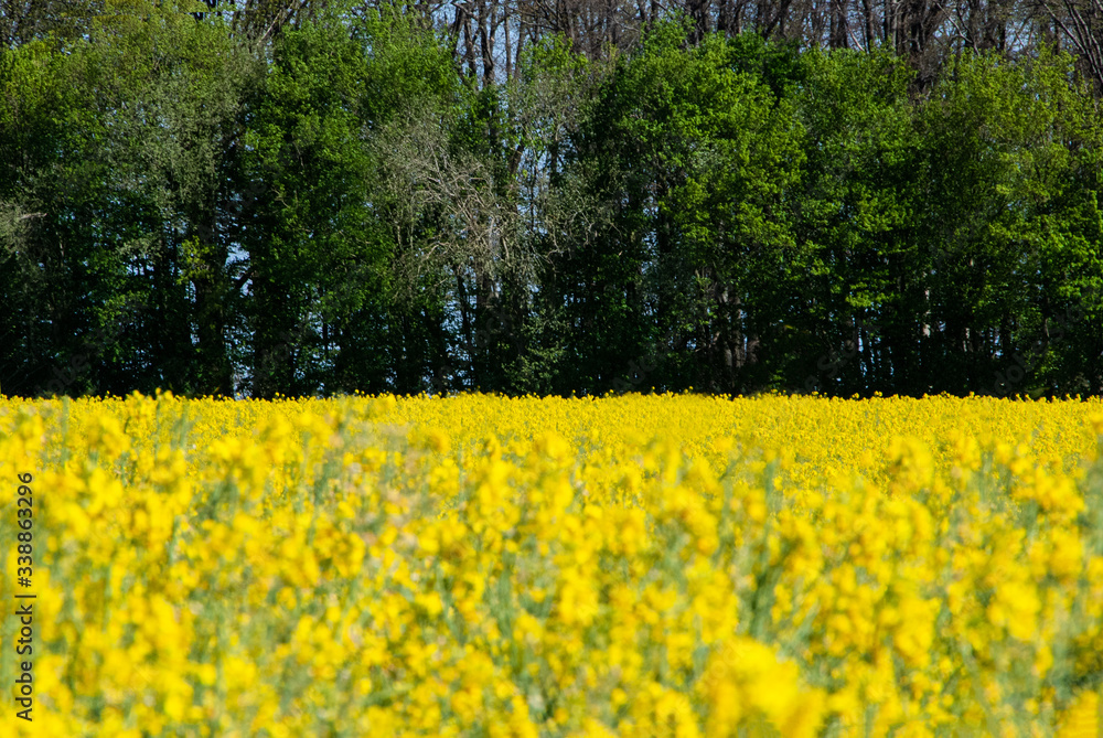Agriculture colourful rapeseed field on sunny day landscape with forest background during spring time Agriculture colourful rapeseed field on sunny day landscape with forest background during spring time