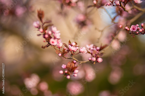 Fresh, pink, soft spring cherry tree blossoms on pink bokeh background.