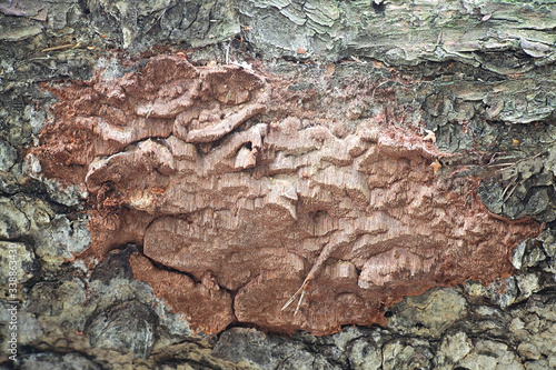 Phellinus ferrugineofuscus, a resupinate polypore fungus from Finland with no common english name photo