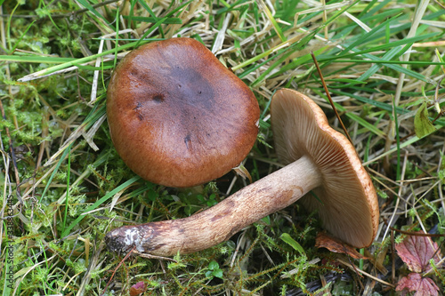 Tricholoma albobrunneum, a knight mushroom from Finland with no common english name