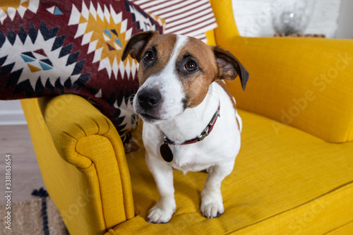 Portrait of a dog breed of Jack Russell sitting in a yellow chair