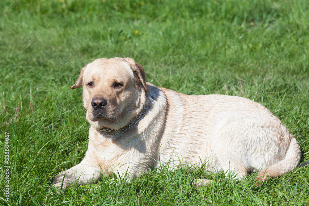 Dog Labrador Retriever lies on the grass, outdoor recreation. Favorite Pet
