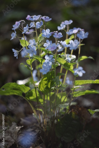 forget me not flower