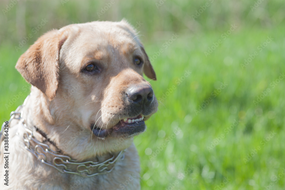 Dog Labrador Retriever lies on the grass, outdoor recreation. Favorite Pet