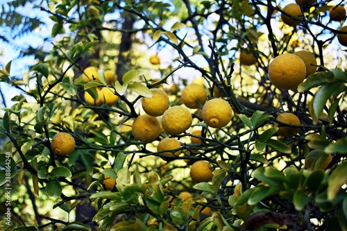 Yellow fruits of Trifoliate orange, Poncirus trifoliata or Citrus trifoliata tree, in the garden.  photo