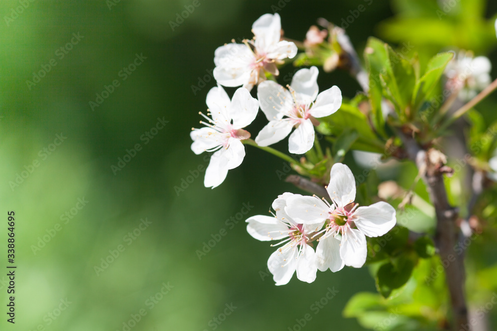 Cherry blossoms over blurred nature background. Spring flowers. Spring Background with bokeh Cherry blossoms over blurred nature background. Spring flowers. Spring Background with bokeh