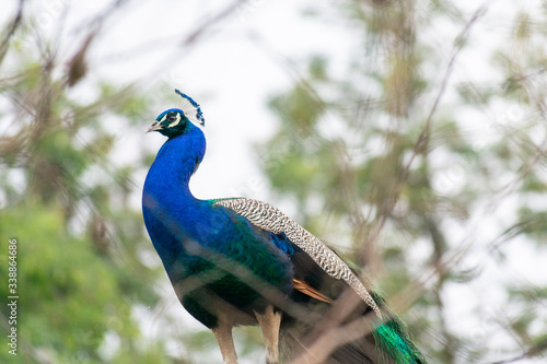 Peacock