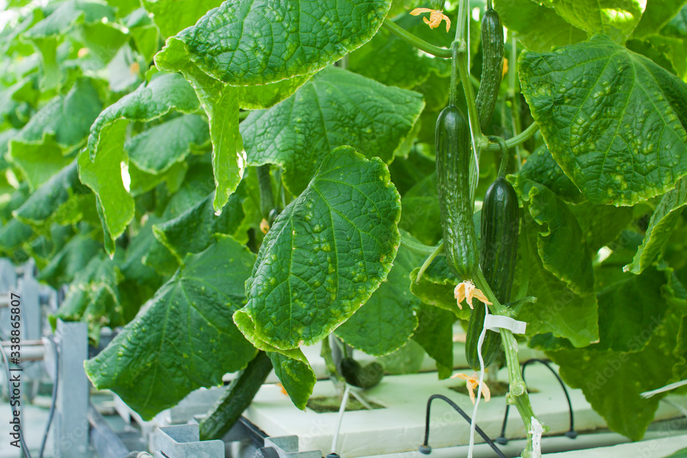 Closeup view of cucumber plants growing inside a modern greenhouse Closeup view of cucumber plants growing inside a modern greenhouse
