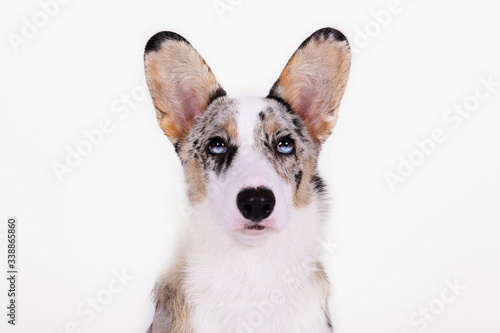 A blue merle corgi with big ears and funny fur stains. Cardigan welsh corgi dog with bright eyes. Close up, copy space for text, background.