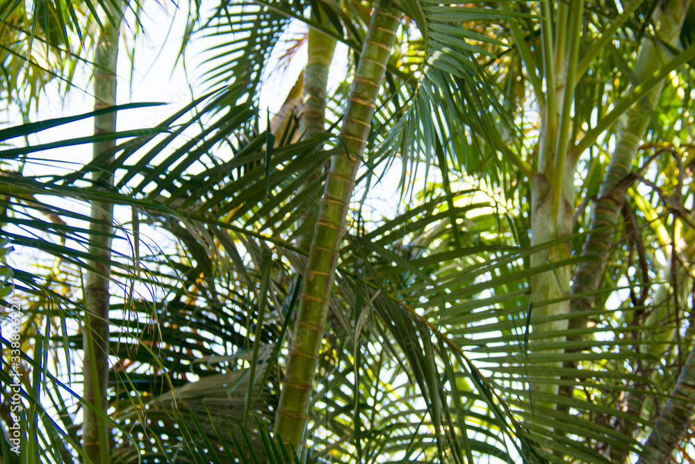 palm trees with leaves in sunny background palm trees with leaves in sunny background